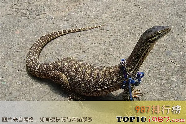 十大世界最凶猛的蜥蜴之砂巨蜥