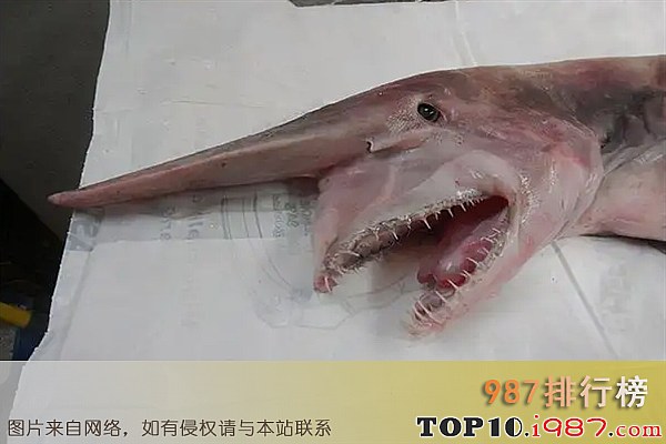 十大最凶的鲨鱼之加布林鲨