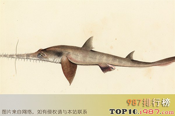 十大最凶的鲨鱼之长吻锯鲨