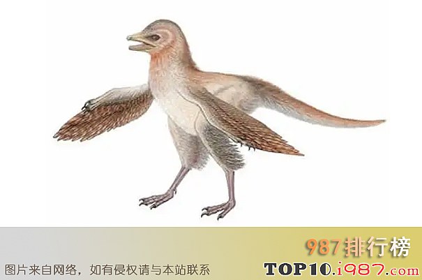 十大最弱的恐龙之 始中国羽龙