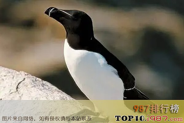 十大灭绝动物之大海雀