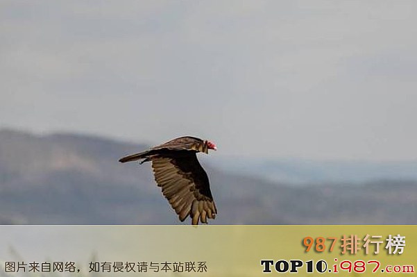 十大灭绝动物之佛罗里达彩鹫