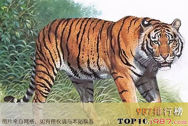 十大灭绝动物之新疆虎