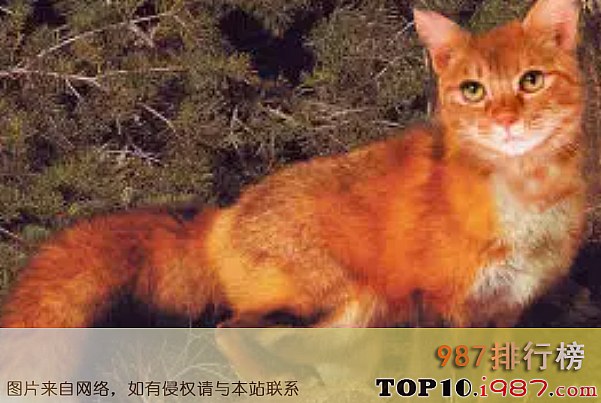 十大灭绝动物之南加利福尼亚猫狐