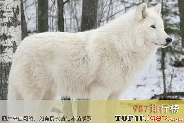 十大灭绝动物之北美白狼