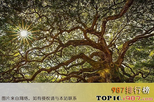十大最漂亮的树排名之天使橡树